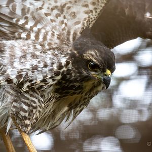 African goshawk : Cotswold Falconry Centre : 04 Sep 2020