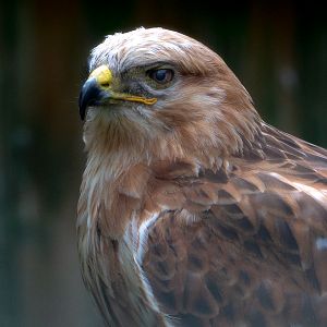 Long-legged buzzard : Cotswold Falconry Centre : 04 Sep 2020