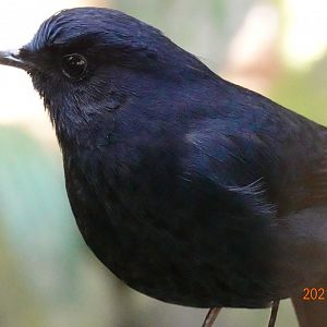 White-tailed Robin (Myiomela leucura)