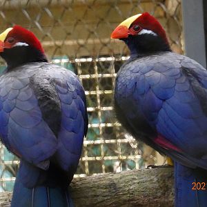 Violet Turaco (Musophaga violacea)