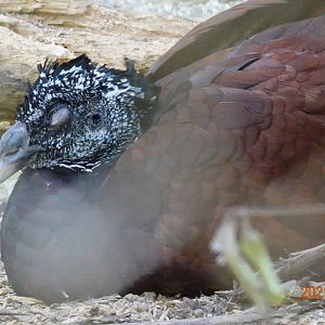 Great Curassow (Crax rubra)
