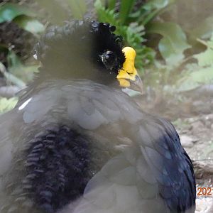 Great Curassow (Crax rubra)