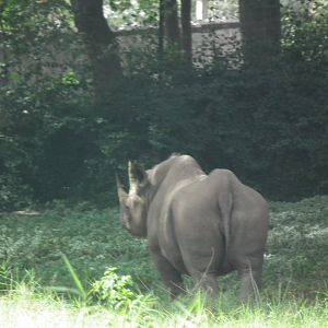 Eastern Black Rhinoceros (Diceros bicornis michaeli)
