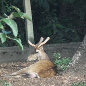 Deer ID
