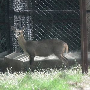Four-horned Antelope (Tetracerus quadricornis) 2012