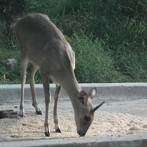 Four-horned Antelope (Tetracerus quadricornis) 2015