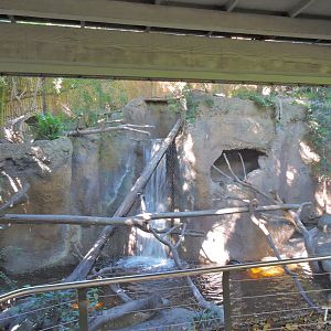 Fishing cat exhibit - Lost Forest [2015]