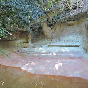 Malayan tapir exhibit - Lost Forest [2015]