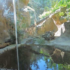 Malayan tiger exhibit - Lost Forest [2015]