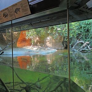 Gharial exhibit - Lost Forest [2015]