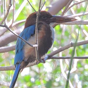 White-breasted kigfisher - Lost Forest [2015]