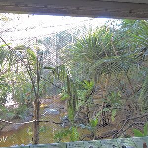 Aviary - Lost Forest [2015]