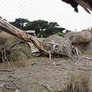 Yellow-backed duiker exhibit [2015]