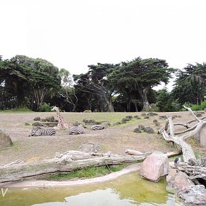 African Savanna [2015]