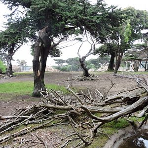 African Savanna [2015]