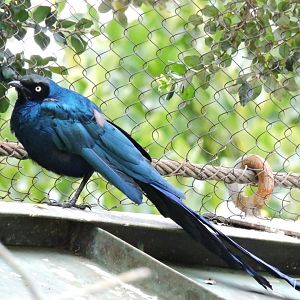 Long-tailed glossy starling [2015]