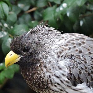 Western plantain-eater [2015]