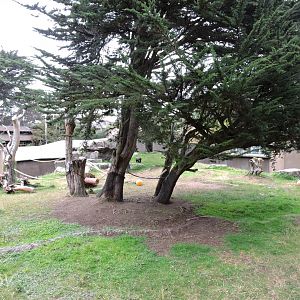 Western lowland gorilla exhibit [2015]