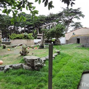 Western lowland gorilla exhibit [2015]