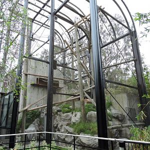 François' langur exhibit [2015]