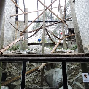 Black howler exhibit [2015]