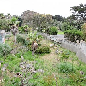 Patas monkey exhibit [2015]
