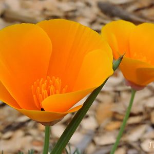 California Poppy [2015]