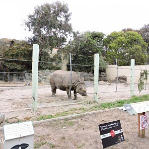 Indian rhinoceros [2015]