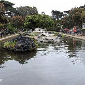 Magellanic penguin exhibit [2015]