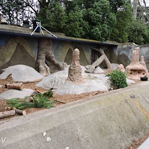 Giant anteater exhibit [2015]