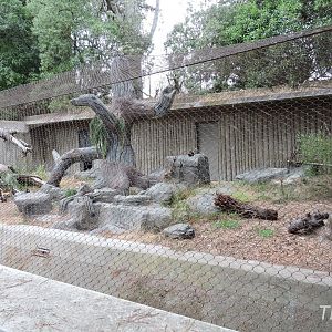 Bobcat exhibit [2015]