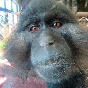Black crested mangabey