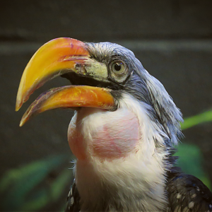 Southern Yellow-billed hornbill