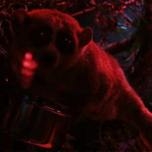 Pygmy slow loris