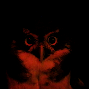 Spectacled owl