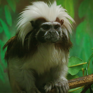 Cotton-top tamarin