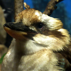 Laughing kookaburra