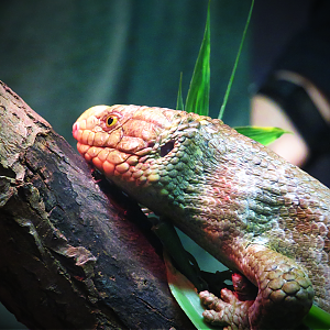 Prehensile-tailed skink