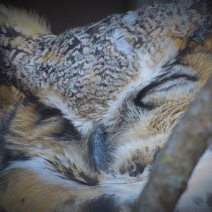 Great-horned owl
