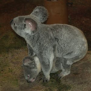Queensland koala (Phascolarctos cinereus adustus) with juvenile on the floor, 2007-03-18