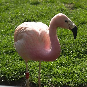 Andean flamingo (Phoenicoparrus andinus), 2008-04-06