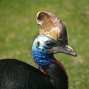 Double-wattled cassowary (Casuarius casuarius), 2008-05-02