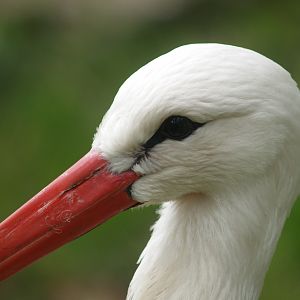 European white stork (Ciconia ciconia), 2008-05-02
