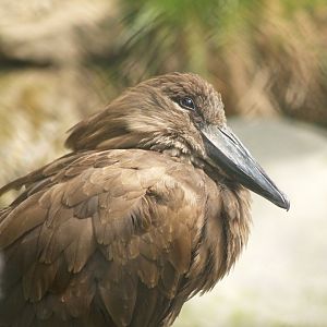 Hamerkop (Scopus umbretta), 2008-05-02