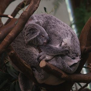 Queensland koala with juvenile (Phascolarctos cinereus adustus), 2008-05-02