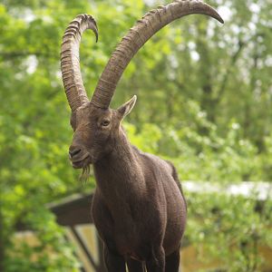 Alpine ibex (Capra ibex), 2008-05-02