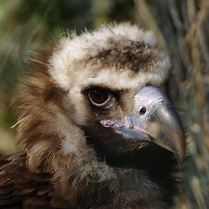 Cinereous vulture (Aegypius monachus), 2012-03-25