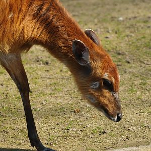 Western sitatunga (Tragelaphus spekii gratus), 2012-03-25