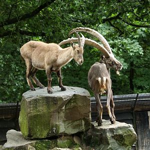 Alpine ibexes (Capra ibex), 2012-07-15
