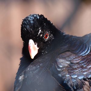 Crestless curassow (Mitu tomentosum), 2013-04-02